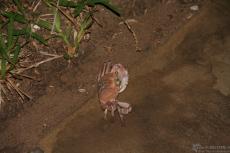 IMG 8720-Kenya, crab at night in Hotel Dolphin